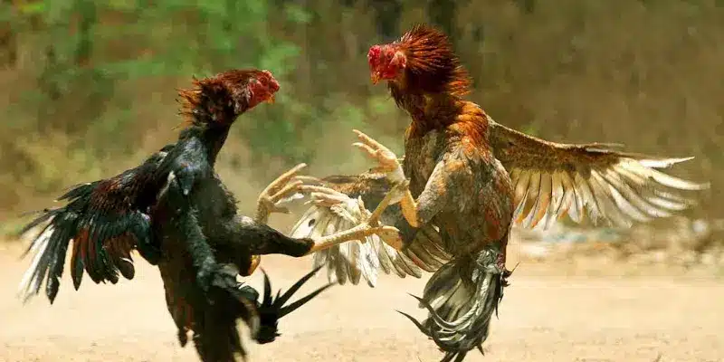 Nhiều điều thú vị có trong trò chơi
