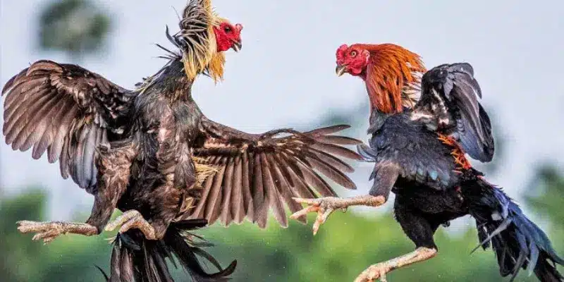 Các trải nghiệm tuyệt vời tại KO66