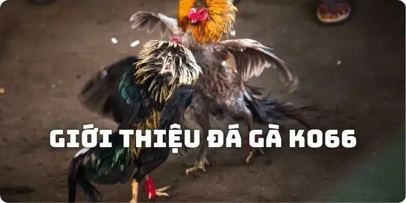 Đôi nét về đá gà KO66