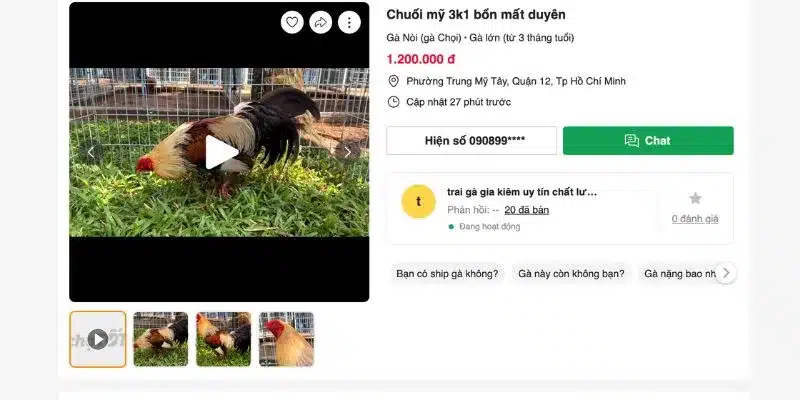 Giống gà Mỹ lai rất được ưa chuộng