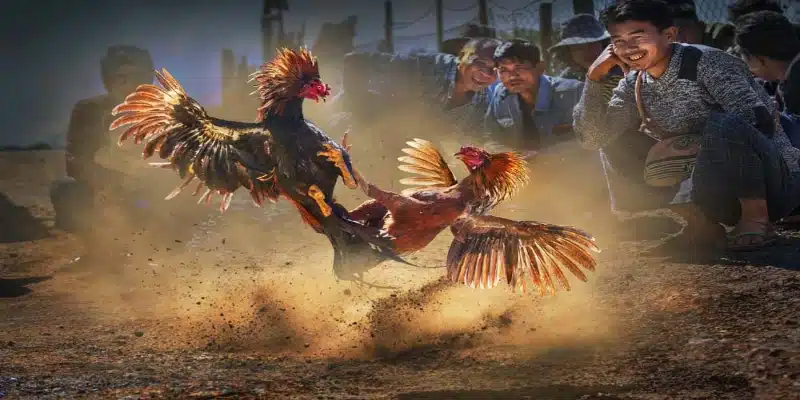 Hội viên nắm rõ hướng dẫn cá cược đá gà an toàn khi tham gia